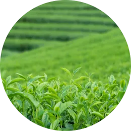 茶畑の様子